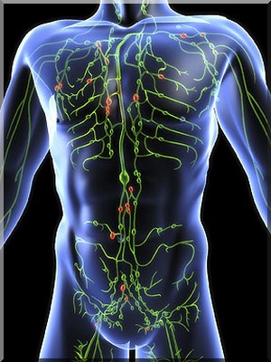 Bild Medizin lymphatic-system