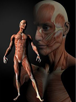3d anatom